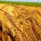 Насіння озимої пшениці Катруся Одеська в продаже - фото № 1