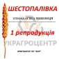 Насіння озимої пшениці Шестопалівка 1 репродукція ФГ БОР 2025р - фото № 1