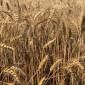 Продаж озимої пшениці Соліндо - фото № 1