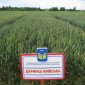 Насіння озимої пшениці Даринка Київська (СН-1 репрод.) - фото № 1