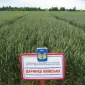 Насіння озимої пшениці Даринка Київська (СН-1 репрод.) - фото № 1