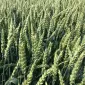 Насіння озимої пшениці ЮЛІЯ (СН-1 репродукція) в Днепре - фото № 1
