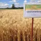 Насіння озимої пшениці Шестопалівка (еліта) - Днепр - фото № 2