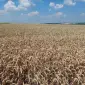 Посевной материал озимой пшеницы Viterra Seed Катарина - фото № 1