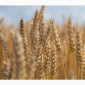 Пшеница остистая озимая Ультім на продажу - фото № 1