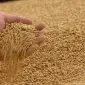 Купую пшеницю 1 та 2 класу - фото № 1