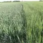 Канадські високоякісні насіння пшениці та ячменю на продаж - фото № 1