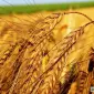 Закупка зерновых культур на постоянной основе - фото № 1