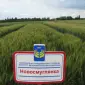 Пшеница Новосмуглянка с потенциалом урожайности 100 ц/га - фото № 1