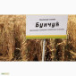 Семена озимої пшениці Бунчук на продаж - фото № 1