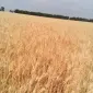 Семена озимої пшениці сорту АНТАРА - фото № 2