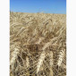 Пшениця озима Гарантія одеська на продаж - фото № 1