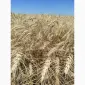 Пшениця озима Гарантія одеська на продаж - фото № 1