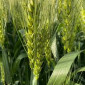 Продаж насіння пшениці Колонія від Limagrain - фото № 1