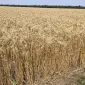 Семена озимой пшеницы Фермерка в продаже - фото № 1