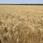 Пропонується озима м’яка пшениця Здобна - фото № 1