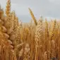 Озимая пшеница Дума Одесская в продаже - фото № 1