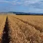 Семена озимої пшениці Джерсі - клас А - фото № 1