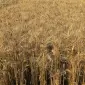 Насіння озимої пшениці Андрада у продажу - фото № 1