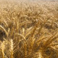 Озимая мягкая пшеница Магнитка - фото № 1