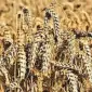 Линус озимая пшеница для продажи - фото № 1