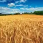Семена озимої пшениці Гордіан від Сингента - фото № 1