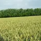 Семена озимой пшеницы ЗАПАШНА в продаже - фото № 1