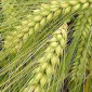 Продаю семена озимой пшеницы КАТРУСЯ ОДЕССКАЯ - фото № 1