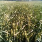 Семена озимой пшеницы ГУРТ на продажу - фото № 1