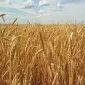 Насіння озимої пшениці Берегиня Миронівська у продажу - фото № 1