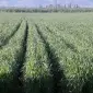 Семена озимої пшениці АНТАРА у продажу - фото № 1