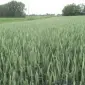 Семена озимой пшеницы Краснодарская 99 в продаже - фото № 1