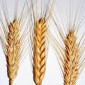 Семена озимої пшениці сорту Іришка - фото № 1