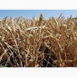 Семена озимой пшеницы ЕСАУЛ на продажу - фото № 1