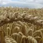 Семена озимой пшеницы Золотоколосая в продаже - фото № 1