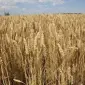 Семена озимой пшеницы Голубка Одесская в продаже - фото № 1