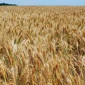 Семена озимой пшеницы ФАВОРИТКА на продажу - фото № 1