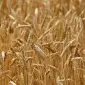 Озима пшениця Катаріна на продаж - фото № 1