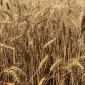 Продаж насіння озимої пшениці Соліндо у Харкові - фото № 1