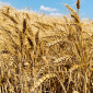Продаж озимої пшениці Софру - фото № 1
