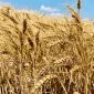 Озимая пшеница Софру на продажу - фото № 1