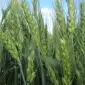 Элитные семена озимой мягкой пшеницы из Полтавы - фото № 1