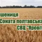 Продаж насіння озимої пшениці "Соната полтавська" - фото № 1