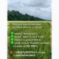 Озимая пшеница сорта ПС Манжелия - фото № 1
