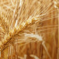 Пшеница озимая АРТЕМІДА - высокие урожайности - фото № 1