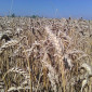 Семена озимой пшеницы КАНАДА на продажу - фото № 3