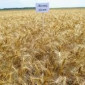 Семена пшеницы двуручка AMADEO для продажи - фото № 3