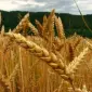Продается семена пшеницы двуручки AMADEO – канадский трансгенный сорт - фото № 4