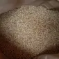 Продается семена озимой пшеницы MASON - трансгенный сорт из Канады (элита) - фото № 1