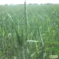 Продается семена канадской пшеницы сорта Новелл, 1 репродукция - фото № 1